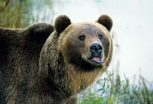 
Note the short ears of the grizzly bear, compared to the comparatively larger ears of the black bear.  
